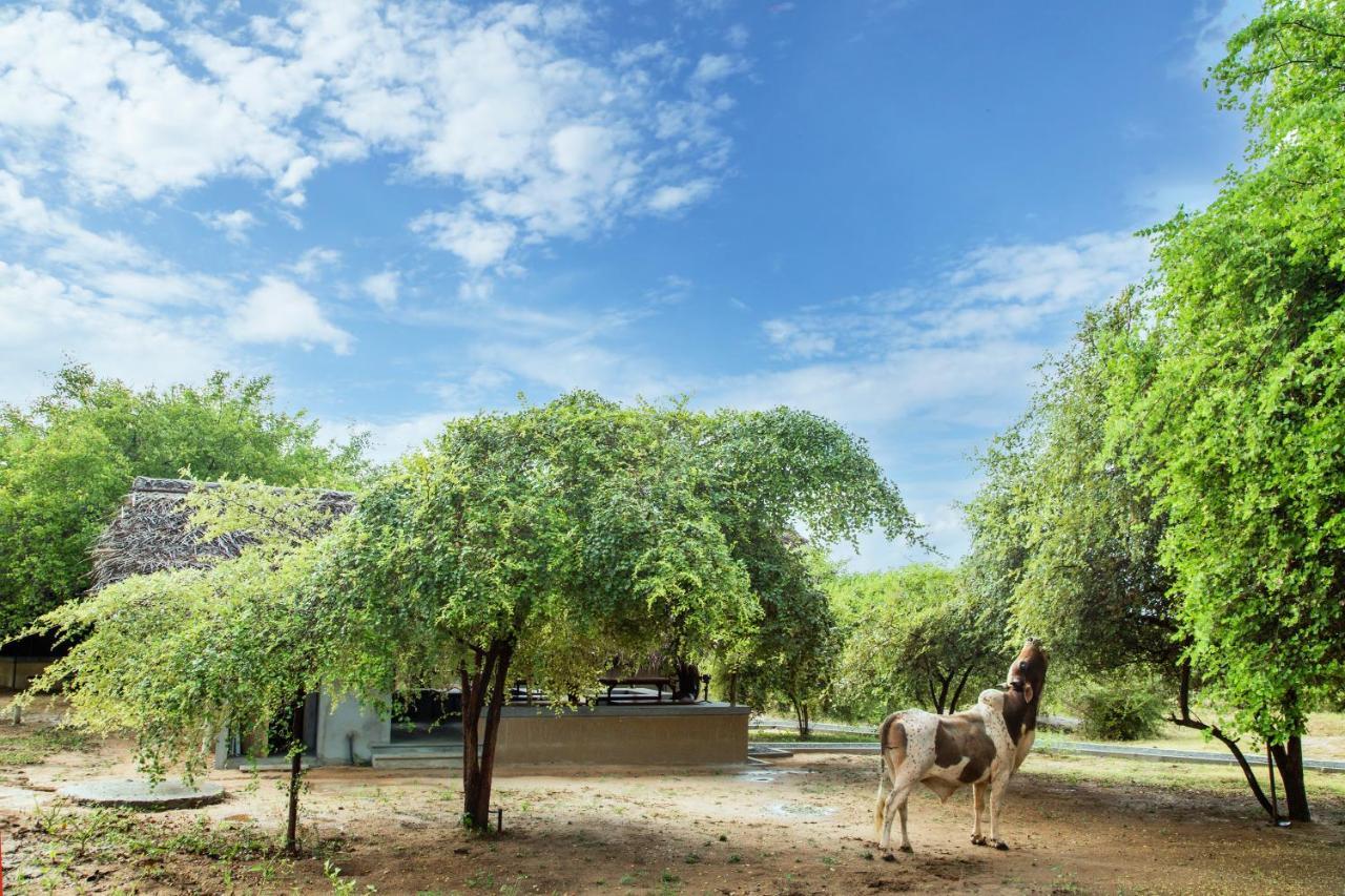 Yala Wild Hut - Yala Hotel Тисамахарама Екстериор снимка